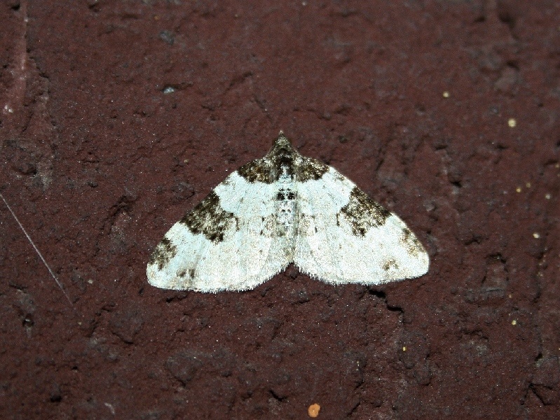 Geometridae da ID - Xanthorhoe fluctuata